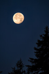 Naklejka premium full moon with tree silhouettes is rising at a summer evening