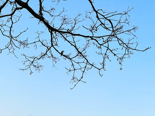 Bare tree branches silhouetted against a clear blue sky