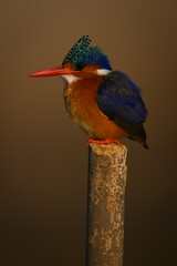 Malachite kingfisher on marker pole with catchlight