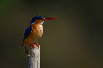 Malachite kingfisher on guano-stained post facing right