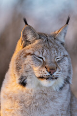 Obraz premium Portrait of a serene lynx