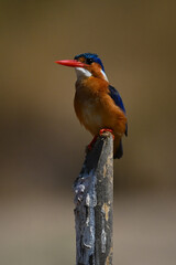 Malachite kingfisher on guano-stained post facing camera