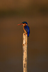 Malachite kingfisher on guano-stained post watches camera