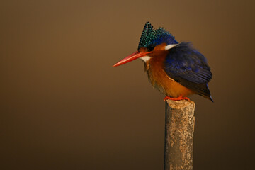Malachite kingfisher on post looks for fish