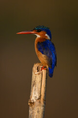 Malachite kingfisher on guano-stained post in profile