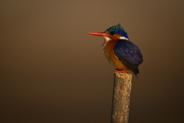 Malachite kingfisher on marker post lifts beak