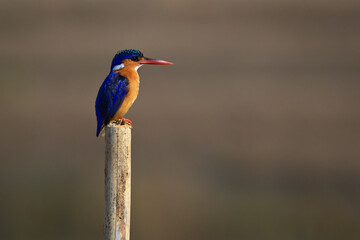 Malachite kingfisher on sawn-off post facing right