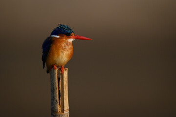 Malachite kingfisher on post with gold background