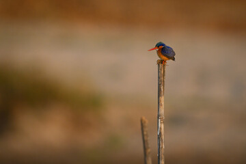 Malachite kingfisher on split pole looks down