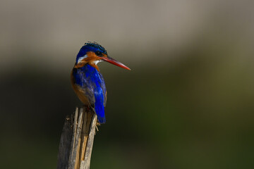 Malachite kingfisher on post looking over shoulder