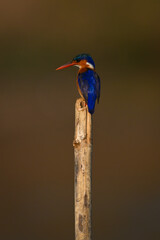 Fototapeta premium Malachite kingfisher on sawn-off post looking down
