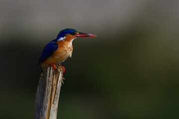 Malachite kingfisher on split post carrying bug