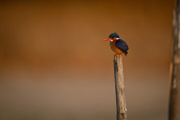 Malachite kingfisher on split post behind another
