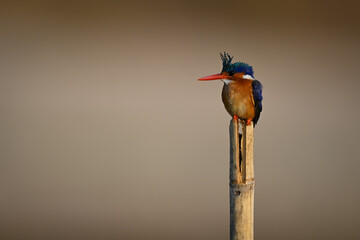 Malachite kingfisher on split post facing left