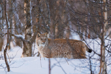 Lynx in a snowy forest