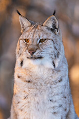 Majestic portrait of a lynx