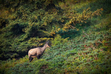 adult chamois buck on a mountain meadow at a summer morning
