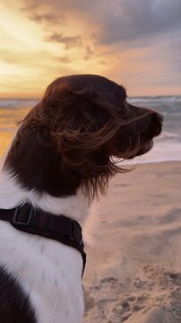 Pies na plaży, Mały Munsterlander, wyżeł na plaży zach&oacute;d słońca, pomarańczowe niebo, Pies na wakacjach, urlop z psem.