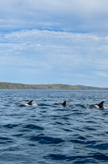Fototapeta premium Dolphins frolic amidst cerulean waves beneath azure skies, evoking Ocean Day tranquility and marine biodiversity celebration