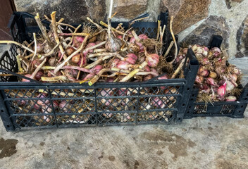 Entwined in rustic crates, freshly harvested garlic bulbs conjure scents of autumn equinox feasts and folkloric preservation rituals