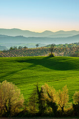 Obraz premium Autumn countryside in Massa Martana, Umbria, Italy, with rolling green fields, blooming trees, layered hills, and soft golden light in the morning.