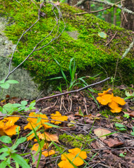 Enchanted woodland floor with vivid orange chanterelles, invoking foraged autumn delicacies, reminiscent of Samhain and forest bathing rituals