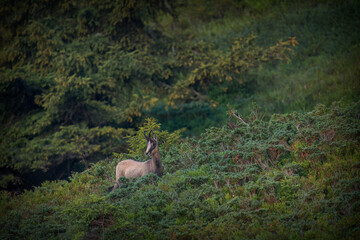 adult chamois buck on a mountain meadow at a summer morning
