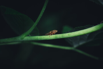 Fliege
