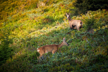 a adult chamois buck and a young roe buck side by side on a mountain meadow at a summer morning