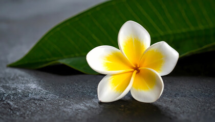 Plumeria flower closeup on dark stone