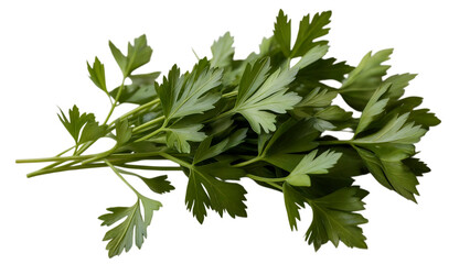 Fototapeta premium Fresh parsley bunch isolated on transparent background for culinary use and healthy eating