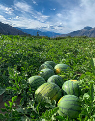 Watermelons bask under a cerulean sky in a verdant field, celebrating Southern Hemisphere's Lammas...