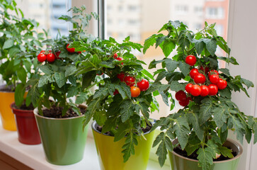 Fresh cherry tomato plants thrive in colorful pots by the window in bright natural light