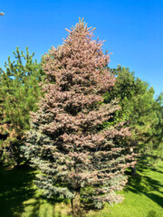 Towering evergreen under cobalt sky, whispers Yuletide wonder and Arbor Day harmony, nature's cathedral in verdant splendor