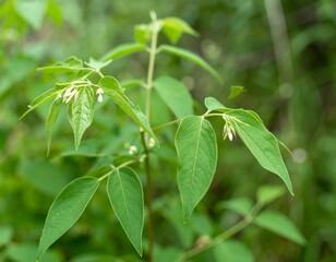 Close-up of delicate green plant with small white flowers