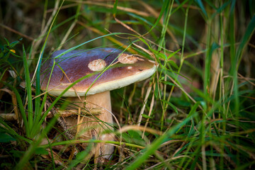 harvesting beautiful boletus edulis, a delicious mushroom from the forest