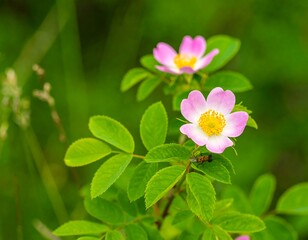 Fototapeta premium Close-up of delicate pink wild roses