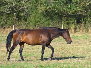 Brown horse with black mane walking © Sebastien