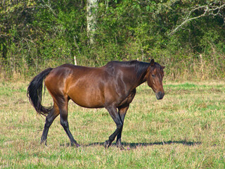 Brown horse with black mane posing