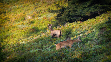 a adult chamois buck and a young roe buck side by side on a mountain meadow at a summer morning