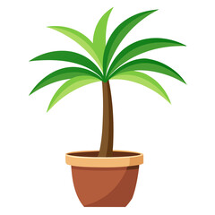 palm tree in a pot