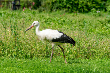 A white stork walking gracefully on green grass in a lush meadow on a sunny day