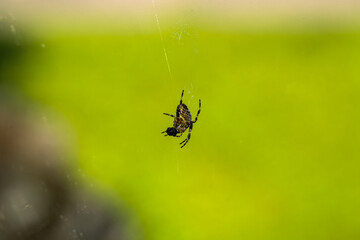 spider on web against green background