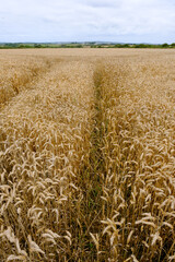 A wheat field in an English Farm growing wheat or corn