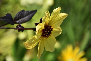 A lovely dahlia flower (called 