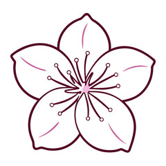 pink flower isolated on white