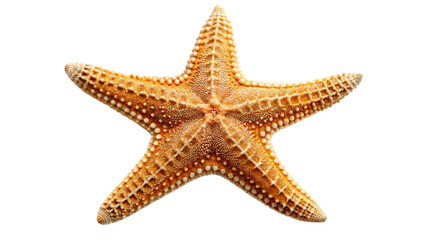 starfish isolated on white background