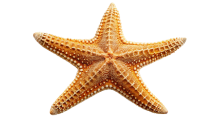 starfish isolated on white background
