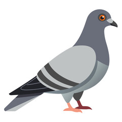 vector illustration of a pigeon