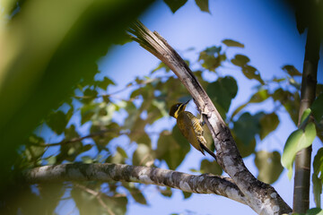 green-barred woodpecker
